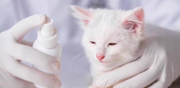 如何正确给宠物猫咪驱虫（以关于猫咪的驱虫有哪些要点为主题的指南）