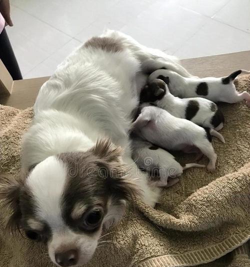 狗狗乳房炎的防治方法（宠物狗狗发现乳房炎后的应对方式）
