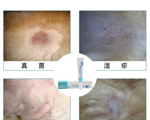 小狗胃抽搐——如何保护你的宠物健康（小狗一直抽搐和哀叫，这是为什么？如何应对？）