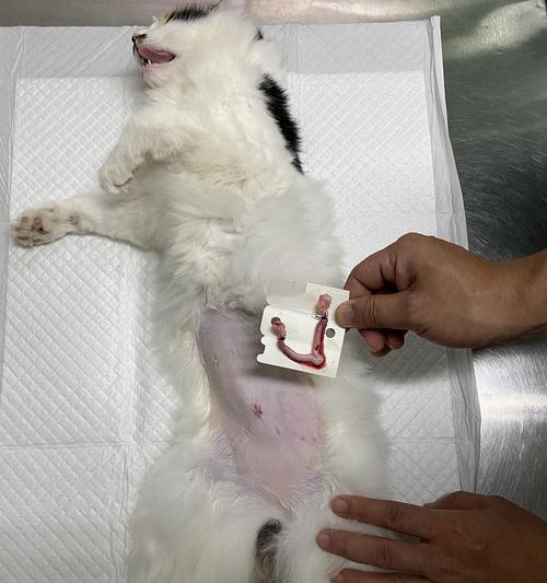 母猫生了小猫后为什么小便增多？（探究母猫产后小便增多的原因及应对方法）