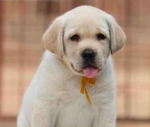 如何科学养护拉布拉多幼犬（宠物界新手必读！拉布拉多幼犬培育全攻略）