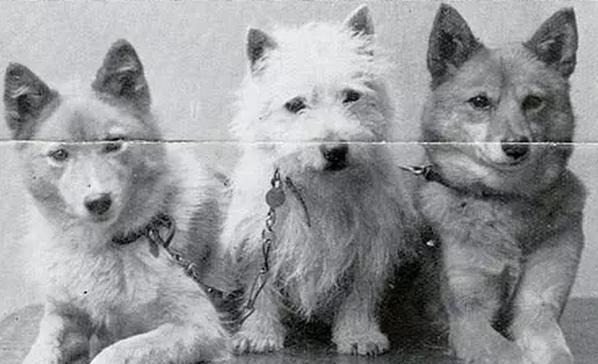 银狐犬的历史与现代饲养（从野性到宠物，了解银狐犬的演变与特点）