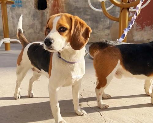 探秘比格犬粪便反应了哪些问题（揭开宠物健康的秘密，从粪便说起）