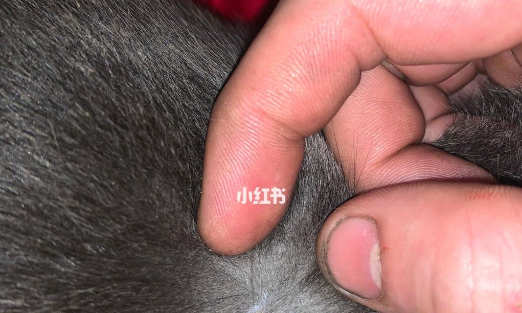 宠物猫常见皮肤病大揭秘（不同种类的猫皮肤病，你了解多少？）