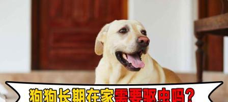 宠物驱虫指南（如何给狗狗进行驱虫）