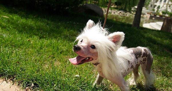 以冠毛犬为主题的怕冷问题探究（宠物爱好者必读，了解冠毛犬的保暖秘诀）