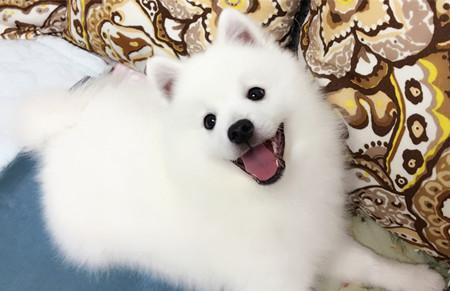 探秘日本尖嘴犬的饮食习惯（一种适合犬类的健康饮食方式，以宠物为主）