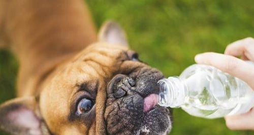 炎热夏季，你的狗狗可以喝啤酒吗？（宠物健康，必须知道的喝啤酒禁忌和注意事项）