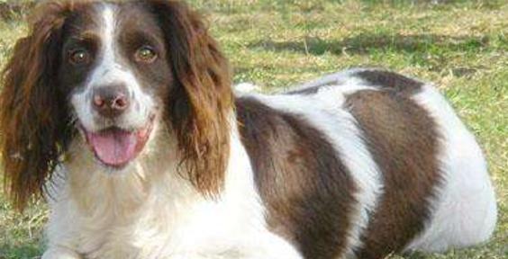 如何解决以史宾格犬口臭问题？（宠物爱犬口臭难闻？别担心，这里有最佳解决方案！）