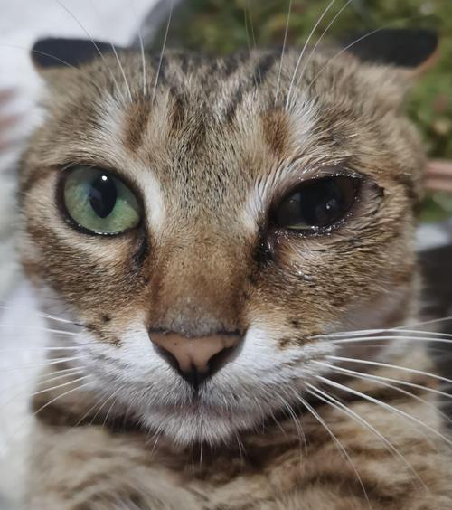 猫猫上火了，怎么办？（以宠物为主，让我们关心猫咪健康！）