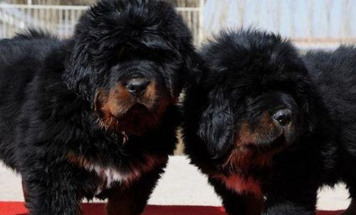 养藏獒幼犬的必备知识（从选择到训练，让你轻松养成一只健康活泼的藏獒宝宝）