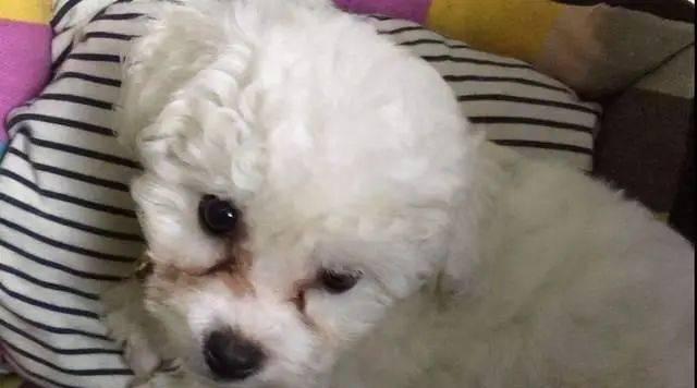 清除比熊犬泪痕的全面指南（从宠物护理到饮食习惯，让你的比熊犬远离泪痕问题）