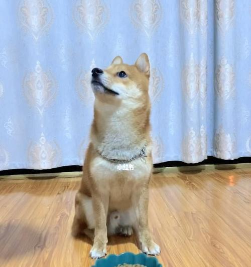 如何纠正以柴犬护食的不良行为（掌握正确方法，让宠物更健康快乐）