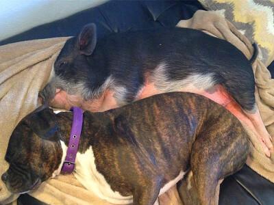 如何矫正以拳师犬不良行为（有效解决宠物家庭问题，让你和你的狗更好地相处）