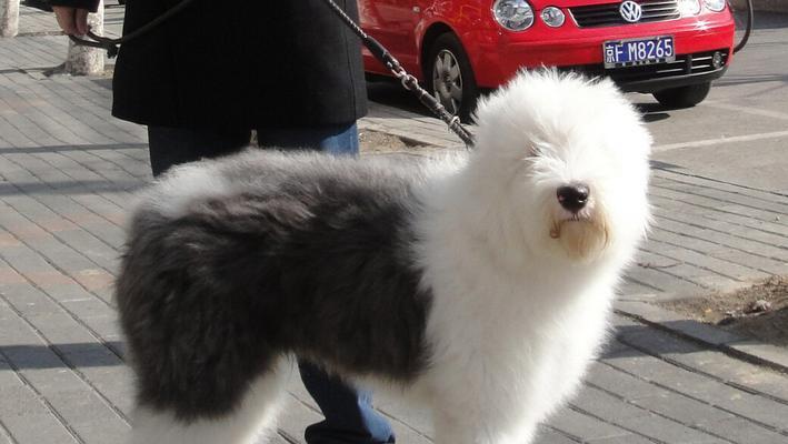 如何解决以古牧犬的皮肤病问题（宠物的健康需我们精心呵护，以古牧犬的皮肤病该如何预防和治疗）