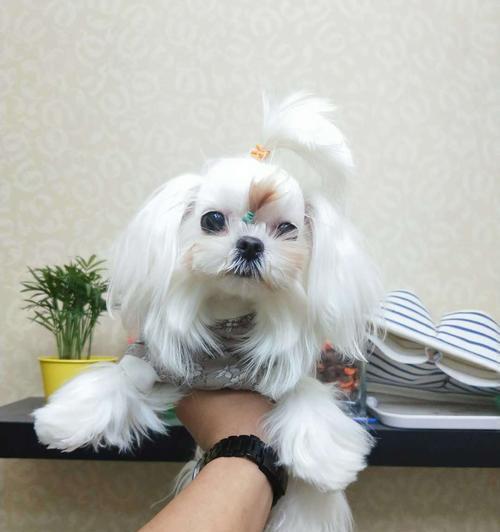 如何养护你的以马尔济斯犬（以宠物为主，关爱你的毛茸茸小伙伴）