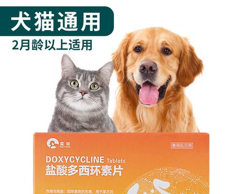 狗狗感冒怎么办？人类感冒药可否使用？（宠物医疗须知｜人类感冒药是否适用于狗狗）