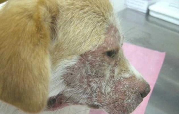 狗狗螨虫治疗攻略（快速有效解决你家爱犬的皮肤问题）