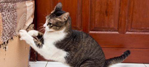 小猫为什么喜欢在人身上踩？（揭秘宠物猫行为中的神秘现象）