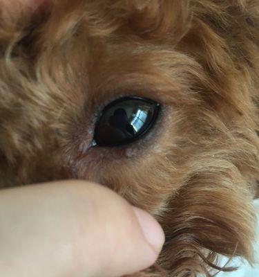 狗狗眼睛发炎，你需要知道的所有症状（如何识别狗狗眼睛发炎的迹象以及如何治疗）
