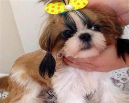 养宠物不再纠结，以西施犬为例（宝贝狗的日常护理与训练，让你的生活更有爱）