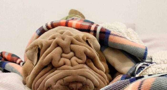 与沙皮犬和平共处的5大招（宠物犬如何与沙皮犬相处？——）