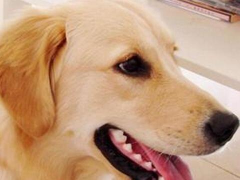 夏日金毛护理指南（如何给你的金毛在夏天提供完美护理？）