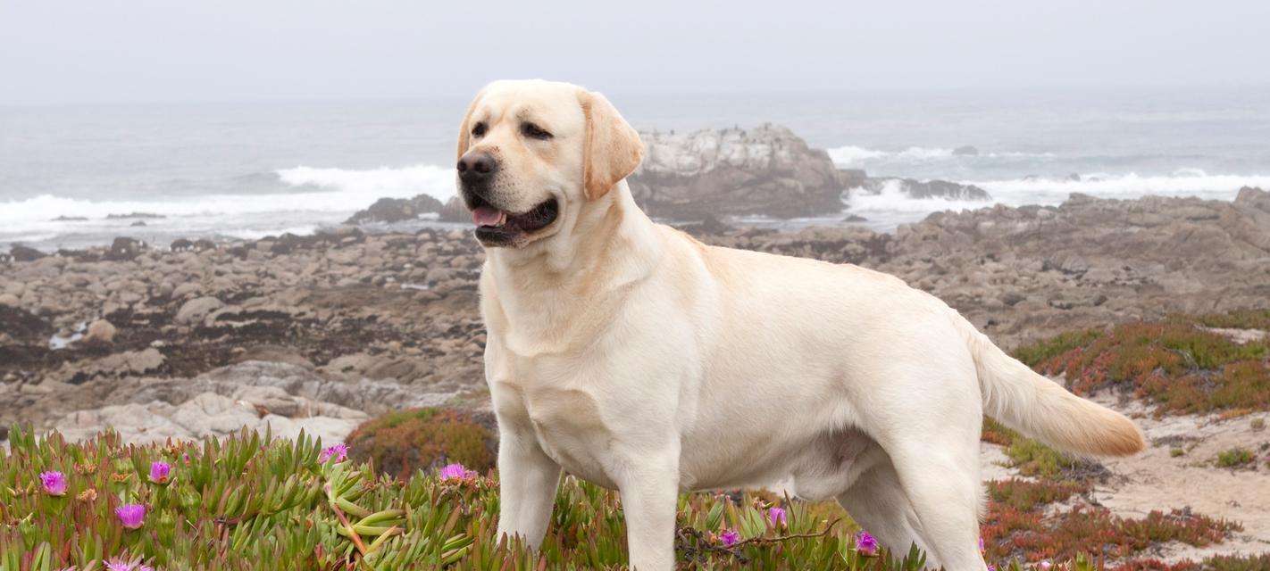 美国拉不拉多犬价格详解（宠物狗市场价格波动，拉不拉多犬价格一览）