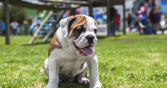 英国斗牛犬的喂养方法（如何为你的爱宠提供最好的饮食和保健）