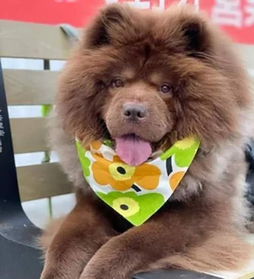 如何正确养护松狮犬（铲屎官必看！以松狮犬好养的注意事项）
