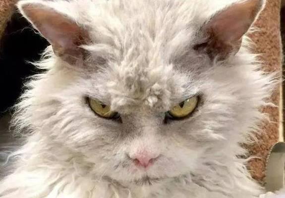 猫咪发火的样子剖析（从身体语言到行为举止，看猫咪的不满情绪）