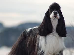 夏季可卡犬养护指南（关注可卡犬的健康，让夏季更舒适）