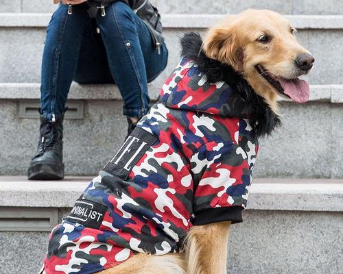 春天来了，看看拉布拉多犬的变化（探索拉布拉多犬在春天的生活状态与注意事项）