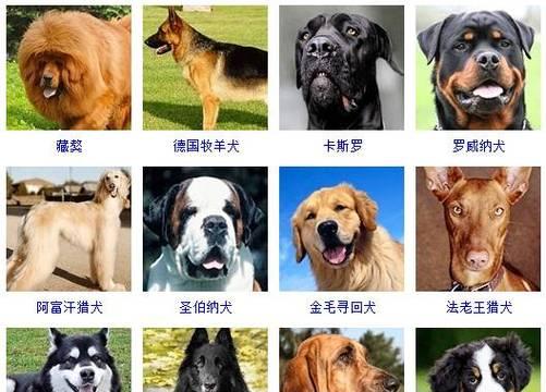 可爱的小狗英文名大全（以宠物为主，让你的小狗成为英文名高手）