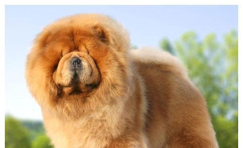 揭秘松狮犬常见的皮肤病（如何预防和治疗，让宠物健康快乐）