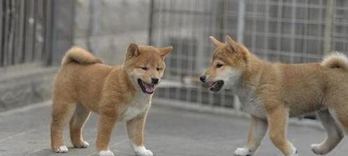 为什么禁养秋田犬？（探究秋田犬的特性和禁养原因）
