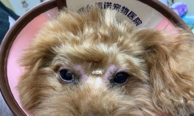 宠物螨虫治疗秘籍（如何有效地治疗宠物身上的螨虫？）