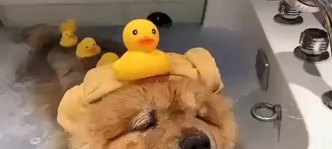 如何给你的松狮洗澡？（宠物护理知识分享，让你的爱犬更健康）