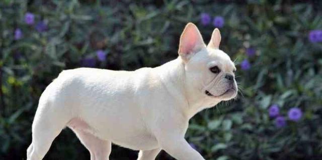 选择适合家庭喂养的小型犬（如何选择适合家庭的小型犬品种）