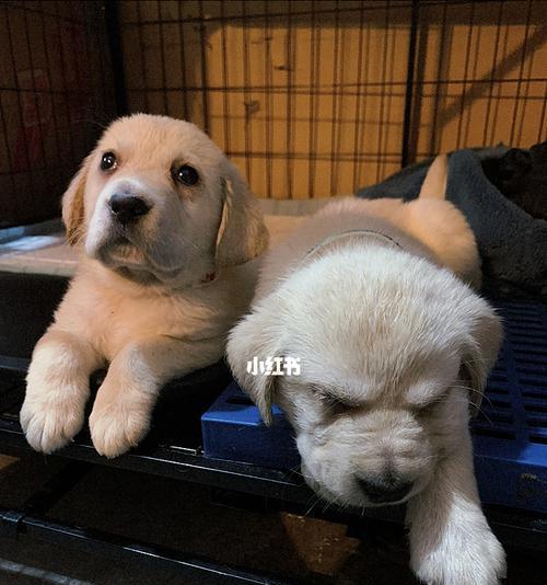 拉布拉多犬生病症状解析（了解拉布拉多犬生病前的迹象，保护你的宠物健康）