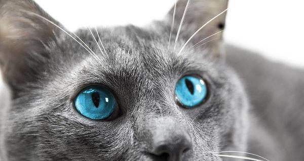 美丽猫咪的眼睛（探寻宠物猫咪眼睛的神奇魅力）