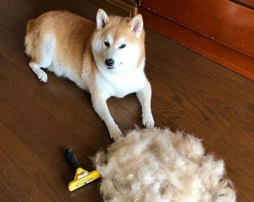 秋田犬掉毛原因及解决方法（以宠物为主，让你的秋田犬健康美丽）
