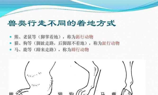 墨西哥火脚的饲养全指南（以宠物为主，让你的火脚健康成长）