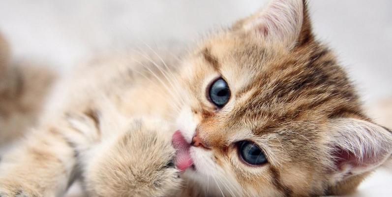关爱新生命——小猫喂养指南（如何正确喂养小猫以确保它们的健康成长）