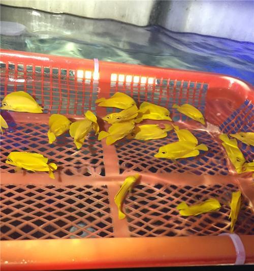 以蓝线吊为宠物的饲养方法（以蓝线吊为宠物的饲养技巧和注意事项）