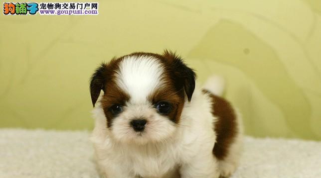 如何判断西施犬是否缺钙（以宠物为主，让你的爱犬健康成长）