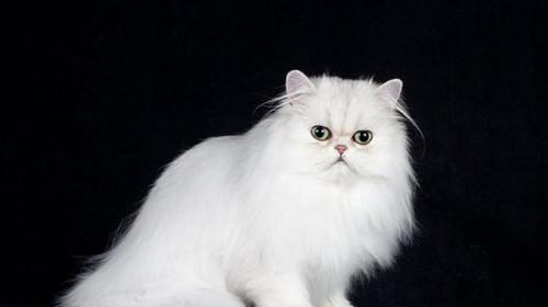 养护你的波斯猫（一只快乐健康的波斯猫需要什么？）