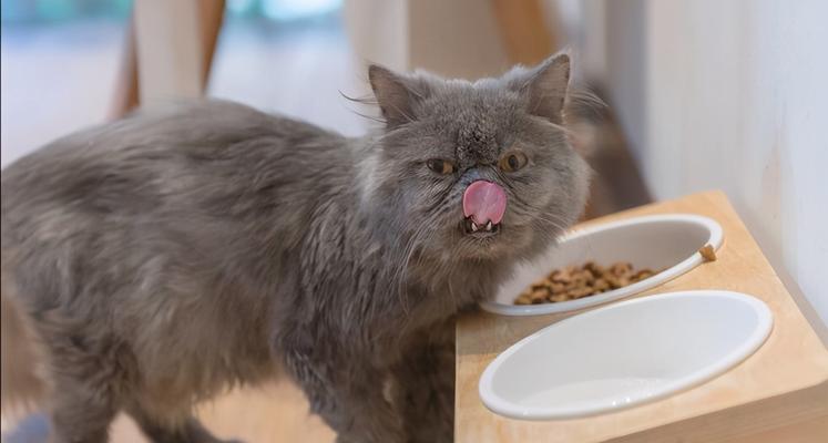 小猫缺钙吃钙片多久能好？（宠物健康问题，你需要知道的一切！）