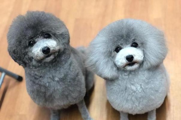 如何打造贵宾犬的完美造型（从头到尾，教你一步步打理贵宾犬的毛发）