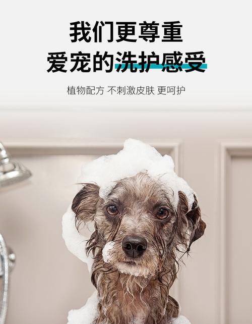 如何选择适合萨摩耶毛发的沐浴露（萨摩耶的毛发需要怎样的护理？）